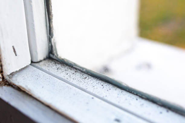 Best Black Mold Removal  in Burlington, IA