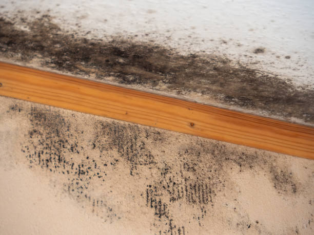 Best Residential Mold Inspection & Testing  in Burlington, IA